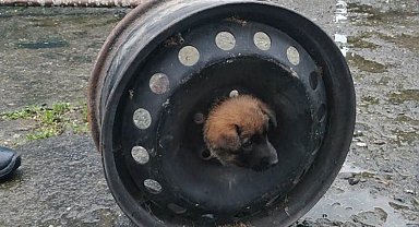 Yavru köpeğin başı jantla dertte
