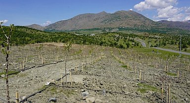 Diyarbakır Kulp'da 400 dut fidanı dikildi