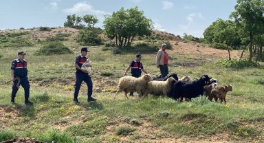 Eskişehir'de Çalınan 15 Küçükbaş Hayvan Geri Teslim Edildi