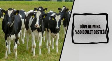 Eskişehir'de Düve Alım Desteklemeleri Başvuruları Başladı