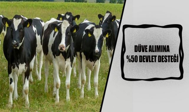 Eskişehir'de Düve Alım Desteklemeleri Başvuruları Başladı