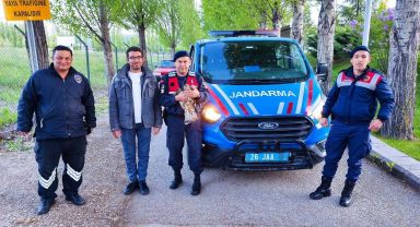 Eskişehir'de Yaralı Şahin Kurtarıldı ve Sazova Hayvanat Bahçesine Teslim Edildi