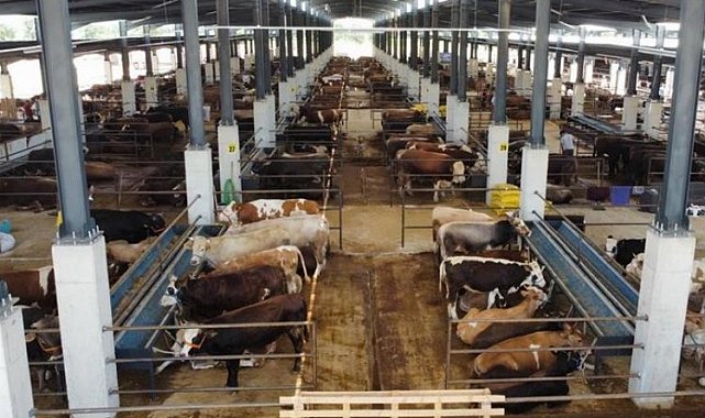 İnegöl Hayvan Pazarı'nda kotra satışı sürüyor