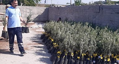İzmir'den Osmaniye'ye 20 bin zeytin fidanı