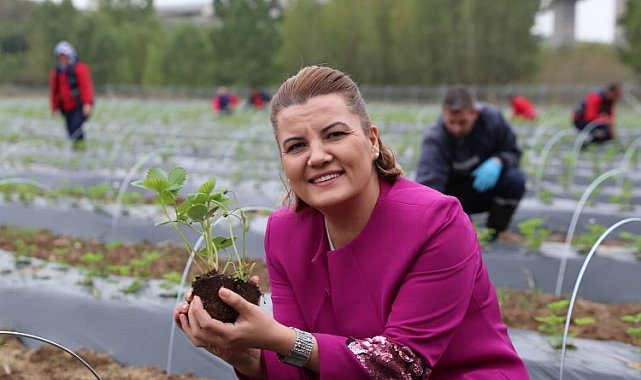 İzmit Çilek Köy'ün hasat ürünleri raflarda