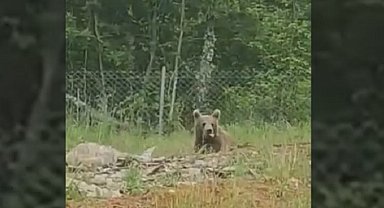 Bilecik'te ayılar bu kez beslenirken görüldü