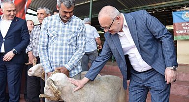 Damızlık koçlar yetiştiricilere teslim ediliyor