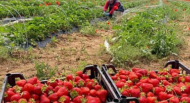 İzmit'te 'Çilek Hasadı'na hava muhalefeti engeli