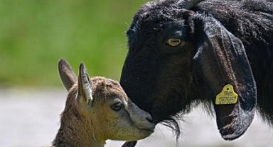 Yavru yaban keçisine Halep keçisi süt annelik yapıyor