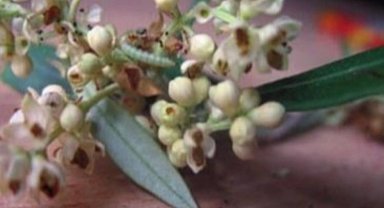 'Zeytin Güvesi Çiçek Nesli' ilaçlaması başladı