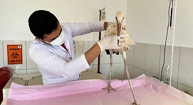 Antalya'da uçamayan yavru leylek Kumluca korumasında