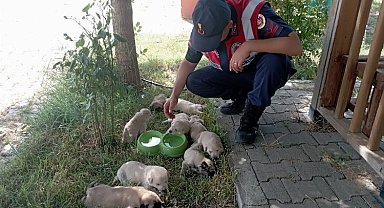 Bingöl'de anne ve yavru köpeklere Jandarma şefkati
