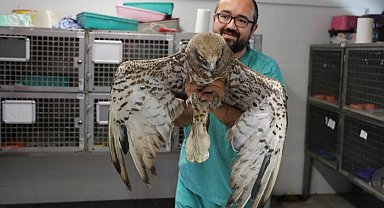 Büyükşehir yaban hayatına da sahip çıkıyor