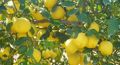 Finike'nin kokulu limonu ve Hicaz Narı, uluslararası listede