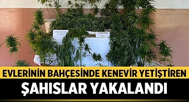 Afyonkarahisar'da Evlerinin Bahçesinde Kenevir Yetiştiren Şahıslar Yakalandı