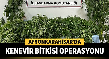 Afyonkarahisar'da Kenevir Bitkisi Operasyonu 