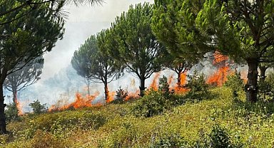 Ağaç sektörünün uykularını yangın kaçırıyor