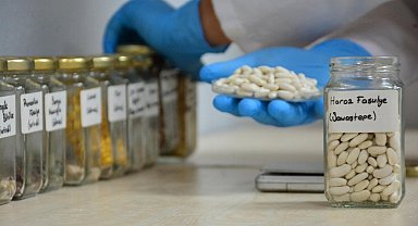 Ata tohumları emin ellerde