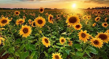 Ayçiçeği ve çeltik biçim ücretleri belirlendi