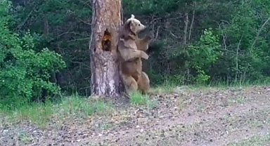 Ayıların ormanda kaşınma dansı!