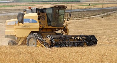 Belediye arazilerinde buğdaylar yetişiyor