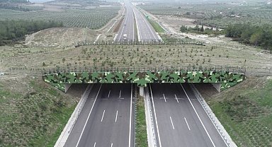 'Ekolojik Köprü'ler yaygınlaşıyor