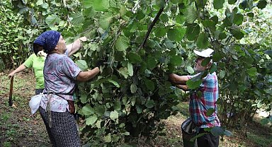 Fındık üreticileri işçi sıkıntısı çekmiyor