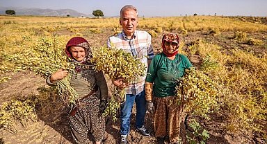 Hibe nohutta hasat sevinci