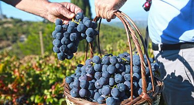 Kaliteli üzüm hasadını belediyeye borçlular!