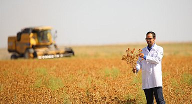 Konya'da susuz tarımla aspir hasadı