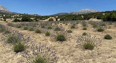 Lavanta hasadı yüzleri güldürdü