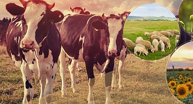 Tarımsal ödemeler çiftçilerin hesaplarında