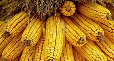 TMO açıkladı... Mısır alım fiyatı belli oldu