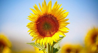 Trakya'da ayçiçeği üreticileri kuraklıktan endişeli