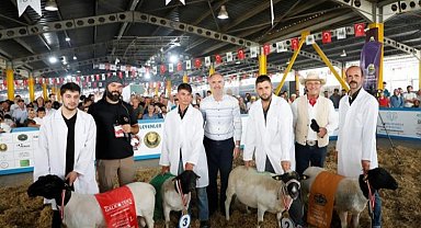 Türkiye'nin en kapsamlı küçükbaş hayvancılık festivali için geri sayım başladı