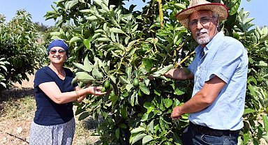 Üreticilere kazançlı avokado desteği