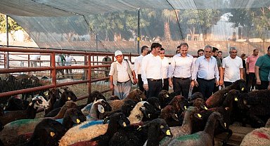 Üreticilere küçükbaş hayvan hibesi