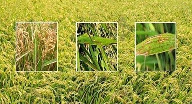 Uzunköprü Ziraat Odası'ndan 'çeltik yanıklığı' bilgilendirmesi