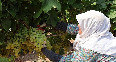 Yaş üzümde 200 milyon dolar aşılacak