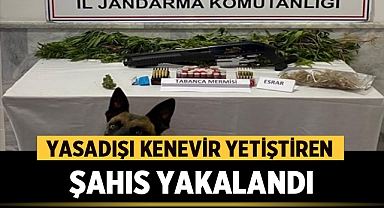 Afyonkarahisar'da Yasadışı Kenevir Yetiştiren Şahıs Yakalandı