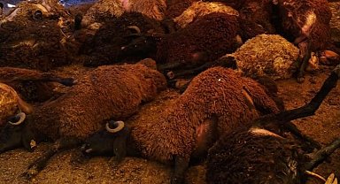 Bingöl Karlıova'da kuzular telef oldu