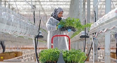 Çöpten enerji ile 2 bin domates yetişecek