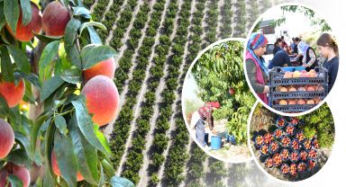 Denizli'nin Pamukkale ilçesinde şeftali hasadı başladı.