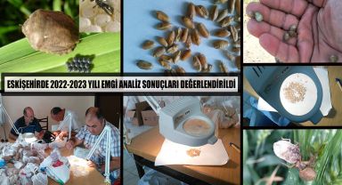 Eskişehir'de 2023 Yılı Süne Mücadelesi Çalışmaları Devam Ediyor.