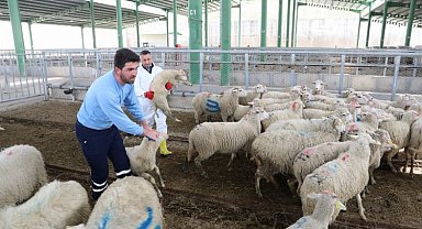 Hayvansal Üretim İstatistikleri yayımlandı