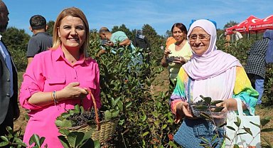 İzmit'te süper meyve aronya hasadı mutluluğu