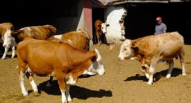 Üreticiye damızlık boğa desteği