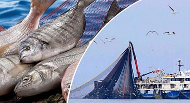 Yasa dışı avcılığa eş zamanlı çapraz denetim