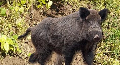 Bingöl'de yaban somuzlar bahçelere zarar verdi!