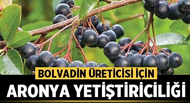 Bolvadin Tarımında Geleceğin Alternatifi: Aronya Meyvesi